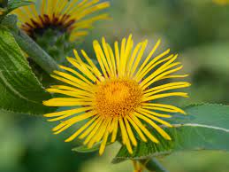 Elecampane Tincture