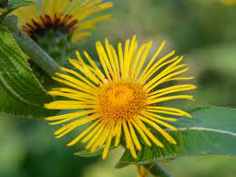 Elecampane Tincture (organic)