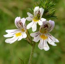 Eyebright Tincture