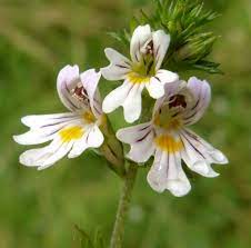 Eyebright Tincture (organic)