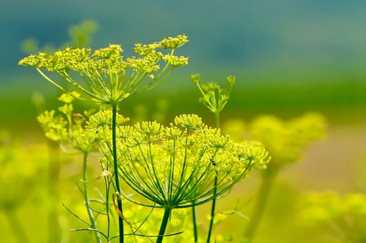 Tincture Síl Fennel