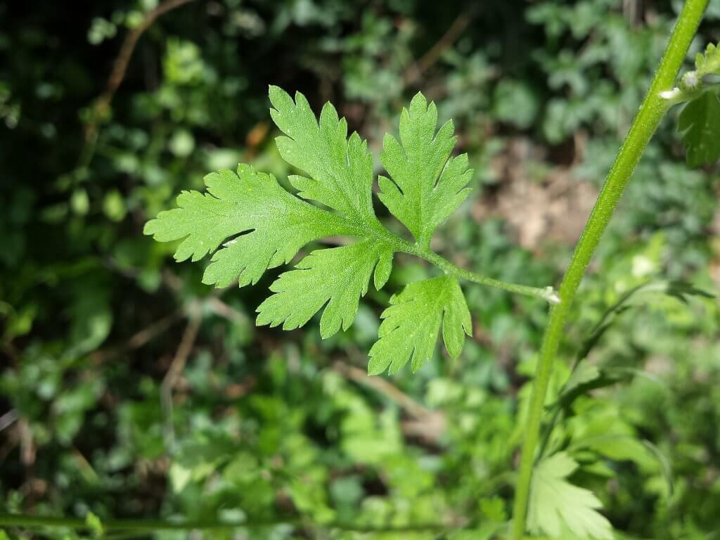 Feverfew Leaf Tincture