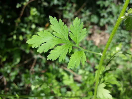 Tincture Leaf Feverfew (orgánach, úr)