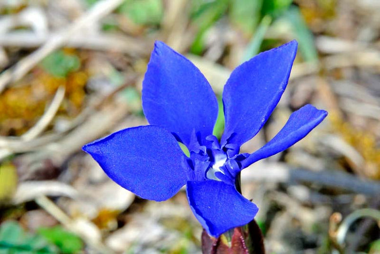 Gentian Tincture (organic)