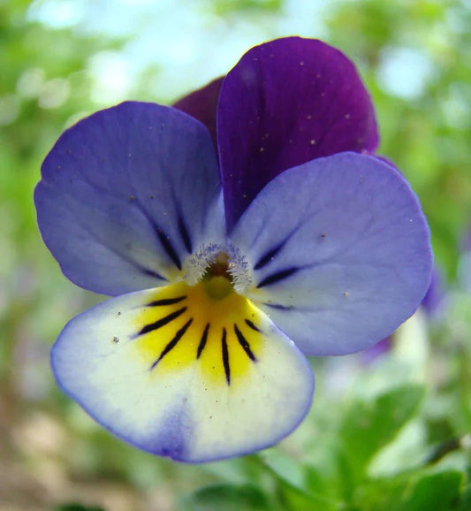 Tincture Heartsease