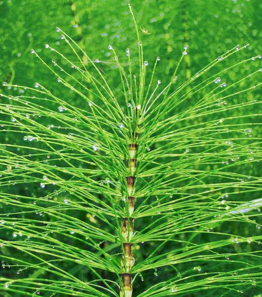 Tincture Horsetail