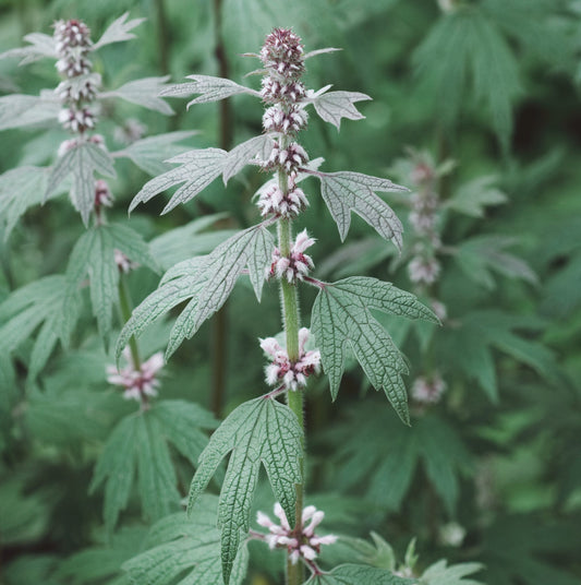 Tincture Motherwort (orgánach)