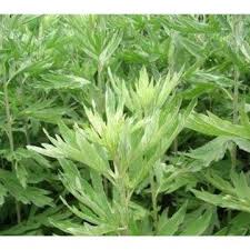 Wormwood Tincture (organic)