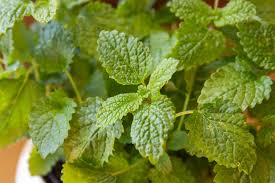 Lemon Balm Leaf Tincture