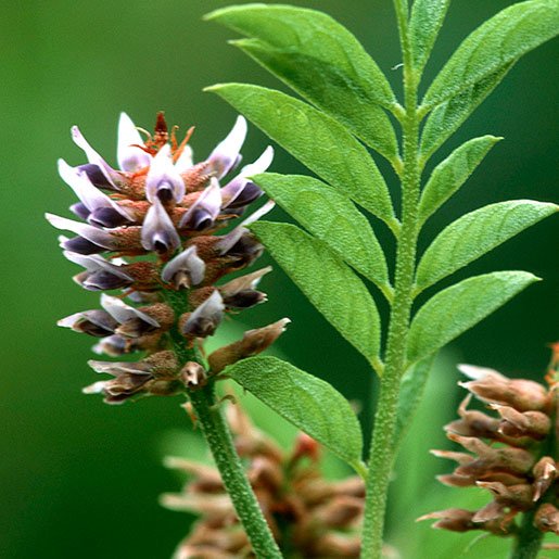 Tincture Fréamh Licorice (orgánach)