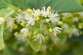 Tincture Aoil / Linden (orgánach)