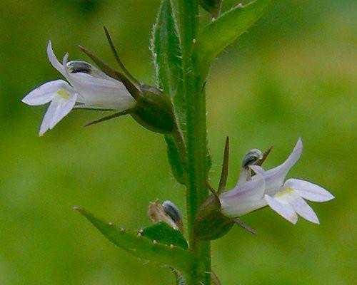 Tincture Lobelia 100ml