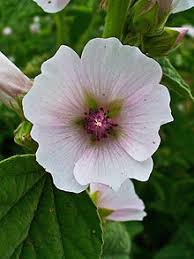 Síoróip fréimhe Marshmallow (Althaea).