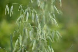 Milky Oat Tincture