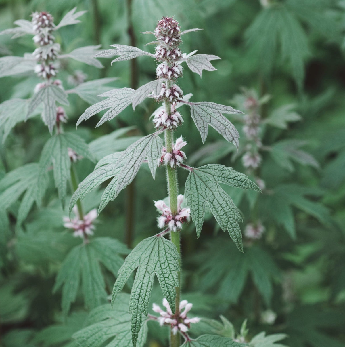Tincture Motherwort (orgánach)