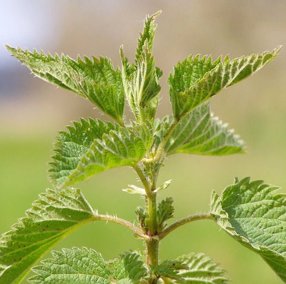 Nettle Leaf Tincture
