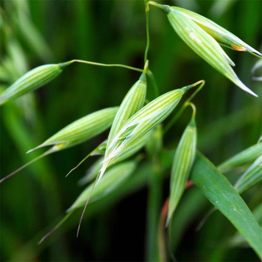 Coirce Tops (Avena sativa) Sliocht Sreabhán