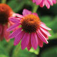 Load image into Gallery viewer, Echinacea Tincture (organic)
