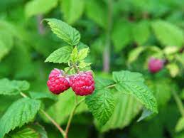Raspberry Leaf Tincture