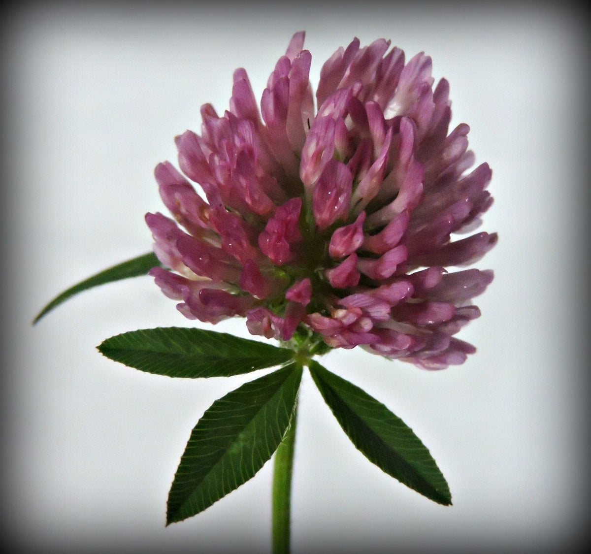 Red Clover Tincture