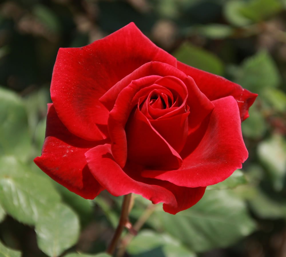 Síoróip Rose Damascena