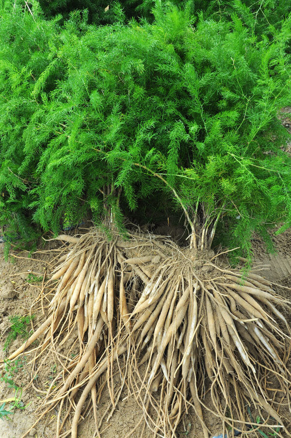 Shatavari Root Tincture