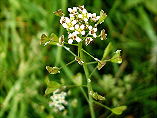 Tincture Sparán Aoire