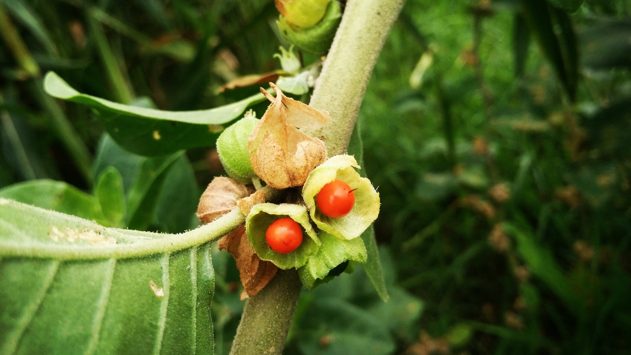 Ashwagandha Oil 50ml