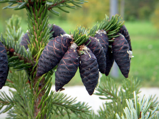 Black Spruce Essential Oil