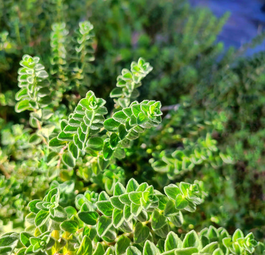 Marjoram (orgánach) Ola Riachtanach - Origanum marjorana