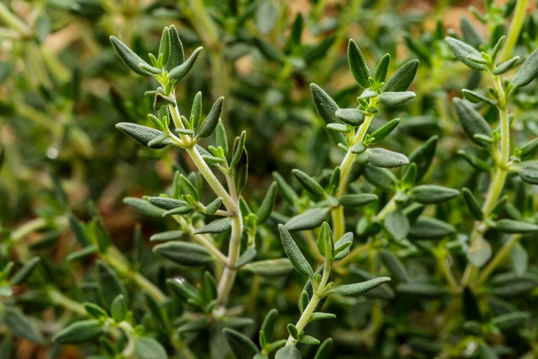 Thyme & Licorice Elixir