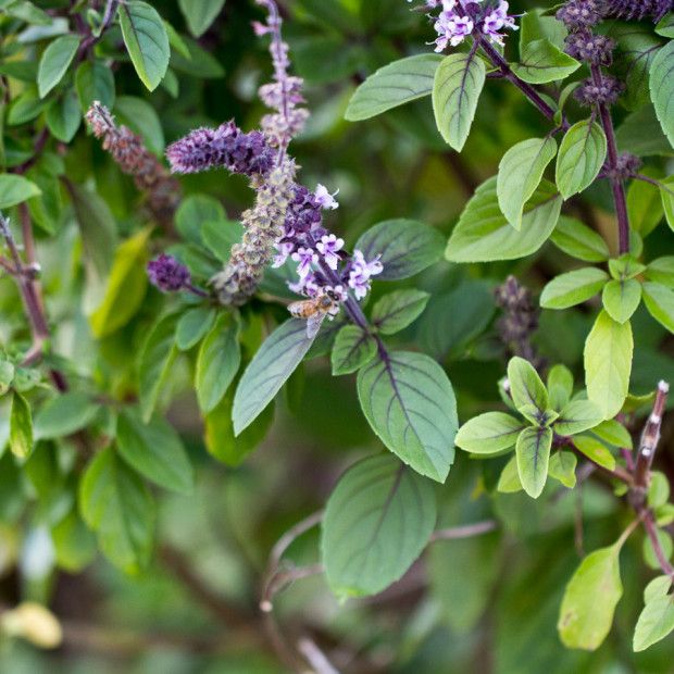 Tulsi, Tincture Basil Naofa (orgánach)