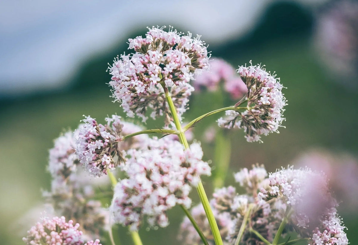 Tincture Valerian (orgánach)