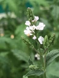 Vervain Tincture