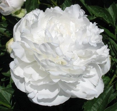 Tincture Peony Bán