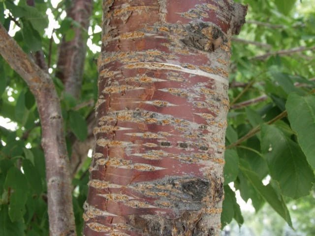 Síoróip Bark Silíní Fiáin
