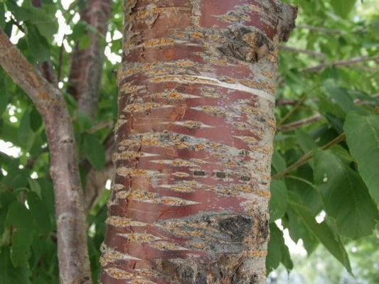 Síoróip Bark Silíní Fiáin