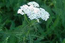 Tincture yarrow (orgánach)